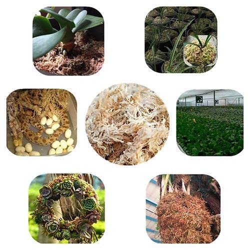 Muschio di sfagno secco da giardino 12L - woyufen - Muschio di sfagno secco - Phalaenopsis - Orchidea