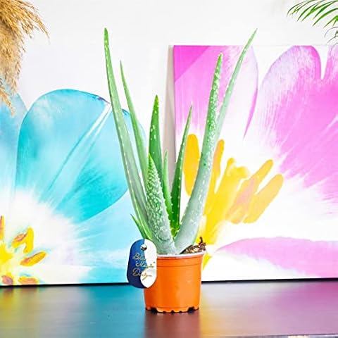 Blue Magic Design 1 Evergreen nature Aloe Vera medical Succulent Plant in 10.5cm pot natural healing Cover