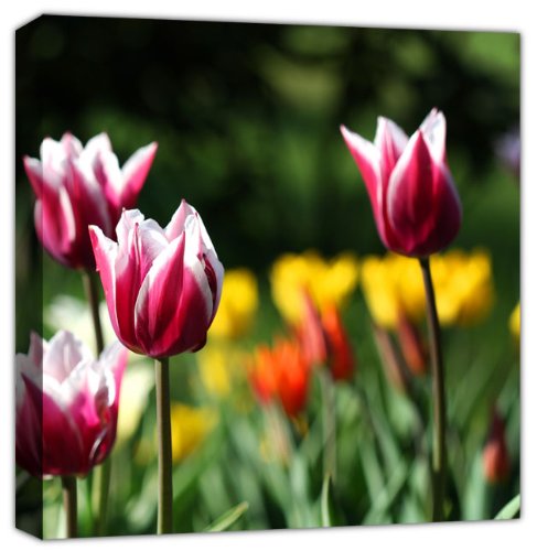 Tulipanes rosados en el jardín primaveral + panel individual cuadrado A1 - Tamaño 52 cm x 52 cm