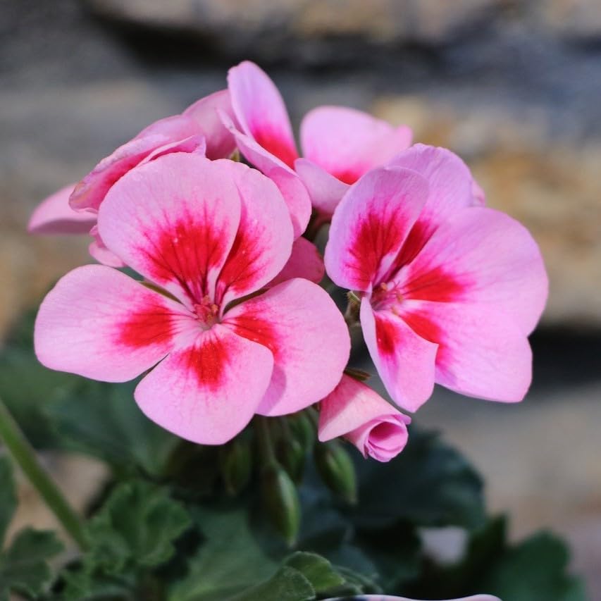 Amazon.co.jp: ゼラニウム ムーンライト ルイーズ (ピンク