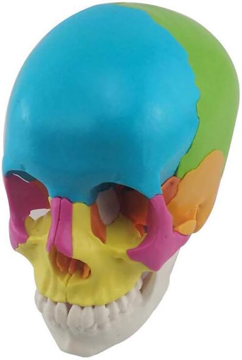 Educational Model Genuine Human Body Color Skull Model Skull Model Skeleton Model Skeleton Model Detachable 22 Parts for school