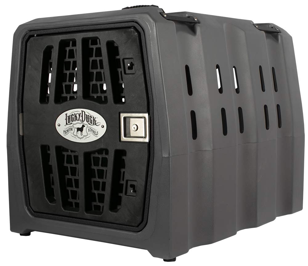 Lucky Kennel Intermediate