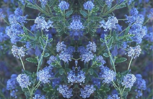 Are ceanothus poisonous to dogs