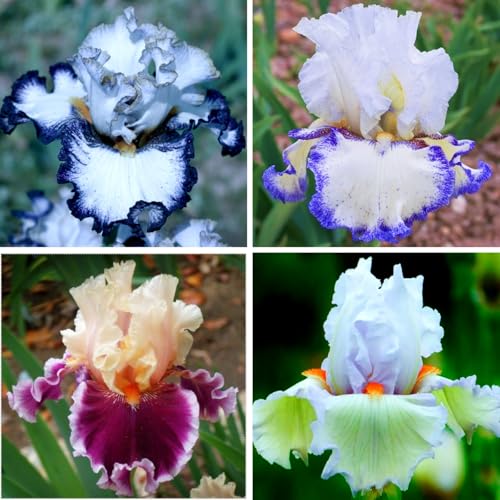 Iris Kaufen - Echte Iris mit rhizome, ideal zum Kaufen für Ihren Garten - Frostfeste Sorten für Garten & Balkon-4Wurzel-I