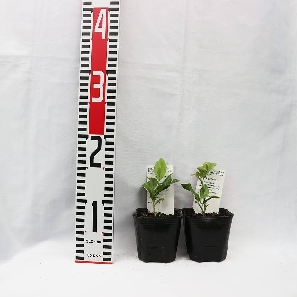 Amazon.co.jp: ITANSE レモン ピンクレモネード (果肉はきれいな