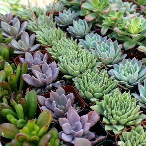 SRUSHTI TRADERS Succulent Varieties Mix Large Seeds 20+Seeds (B0891SL9D4) Amazon Price History, Amazon Price Tracker