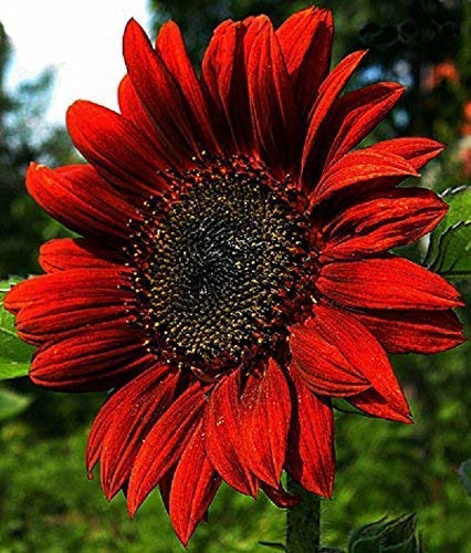 Semi Di Girasole Gigante BIO – Helianthus Annuus Alto 3 Metri, Ricco Di Nettare – SPERLI 86690