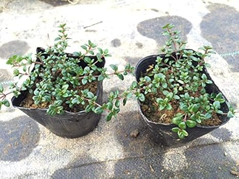 クリーピングタイム 10potセット ハーブ苗 ハーブ Amazon