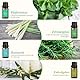 Ätherische Öle Set 8 x 10 ml, 100% Naturrein Aroma Duftöl Rosmarin, Bergamotte, Eukalyptus, Lavendel Pfefferminze, Zitronengras Bergamotte etc für Diffuser, Seife, Kerzen, Luftbefeuchter, SPA
