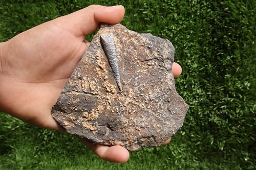 Image of Natural Orthoceras Fossil from Devonian Period Fossil from Morocco A262