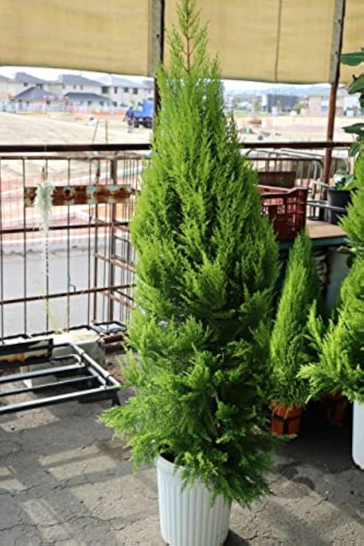 在庫一掃大特価 Puriza コニファー ゴールドクレスト ウィルマ 植木 ガーデニング 尺鉢高さ 約150cm 165cm 幅 約50cm オンラインストア通販売 Www Civilittee Hu Com