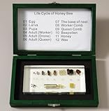 Ed Speldy East Das Leben der Honigbiene (Apis cerana)