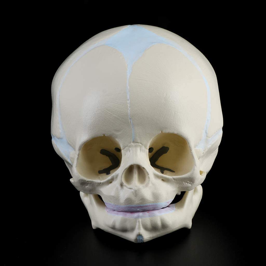 Model Czaszki Niemowlęcej, Anatomiczny Model Kości Czaszki Niemowlęcej, Medyczne Materiały Dydaktyczne, Narzędzia Badawcze I Sprzęt 13 X 10 X 10,5 Cm