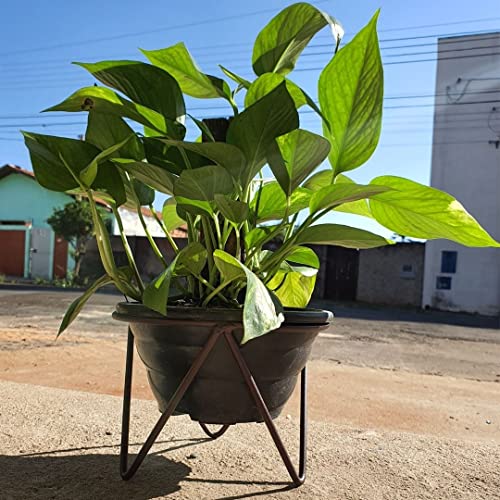 Suporte Tripé de Ferro para Vasos de 20cm Plantas de Chão (Ouro Velho)