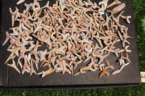 Image of Great Collection of Shark Teeth Fossil Shark Teeth Fossils for Kids Fossils from Morocco A259