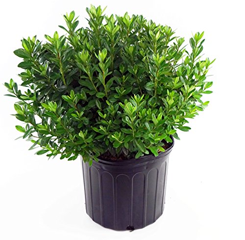 Azalea 'Girard's Fuchsia' (Azalea) Shrub, bright pink flowers, #2 - Size Container