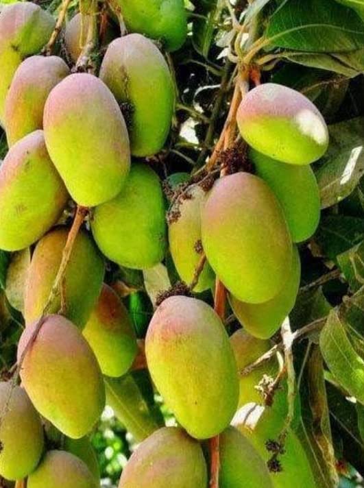 Amrapali Mango Fruit Tree Amazon.in Garden & Outdoors