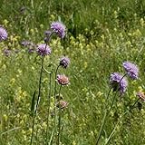 Arborix, grüner und billiger!