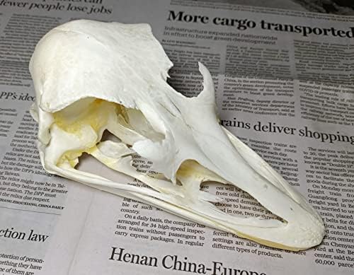 Animal Specimen Real Animal Skull Specimen Taxidermy Cleaned Skull Collection Fox, cat, Mink, Crocodile, Dog, Raccoon, Snake, Rabbit, Goat ，Muskrat，Nutria，Fox's paw (5pcs,Ostrich)