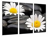 Cuadro Fotográfico Decoracion Zent Flores, Margaritas sobre Piedras Tamaño total: 97 x 62 cm XXL