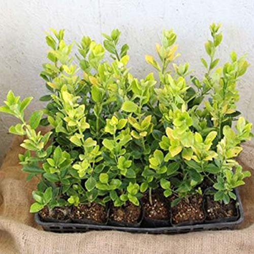 キンマサキ（生垣用）24本セット