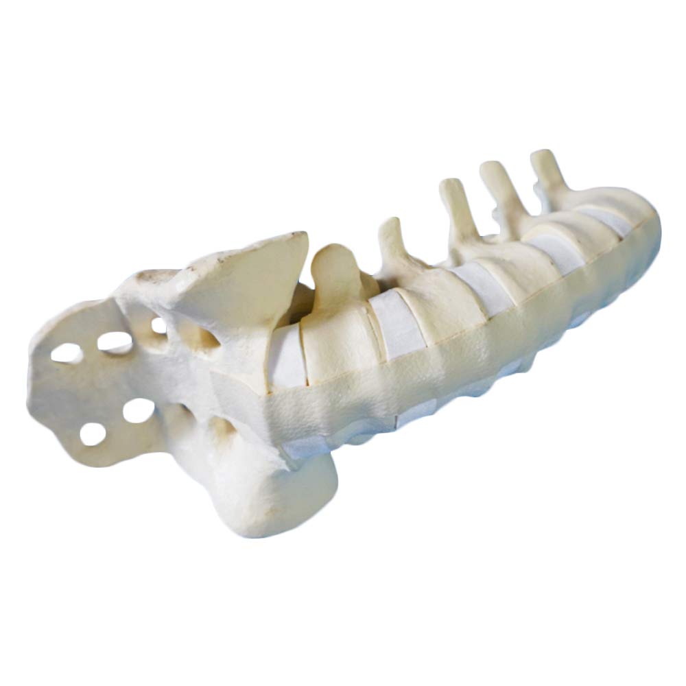 sjdoPulse Lumbar Spine Model - Medical Anatomical Spine Model - Human Skeleton Bone Model - Natural Bone Model - for Orthopedic Surgery Demonstration Medical Teaching Model