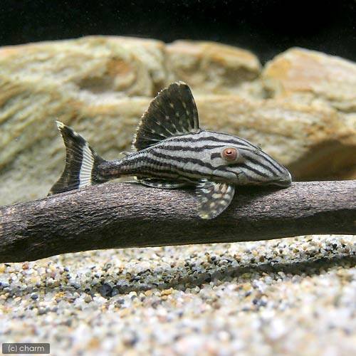 肉食魚水槽のお掃除生体5選 選定条件とおすすめのコケ掃除法 トロピカ