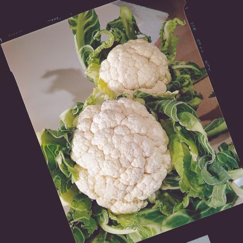 Cauliflower Snowball A Reliable Summer Autumn Maturing Large Firm Heads Well Tried Greenhouse Sowing Easy Grow UK Garden Vegetable 1x Seed Packet by Suttons