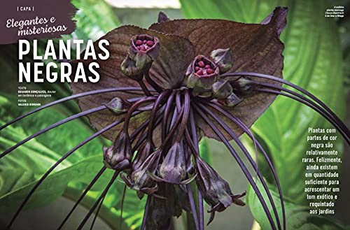 Revista Natureza 401