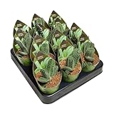 Gasteria 