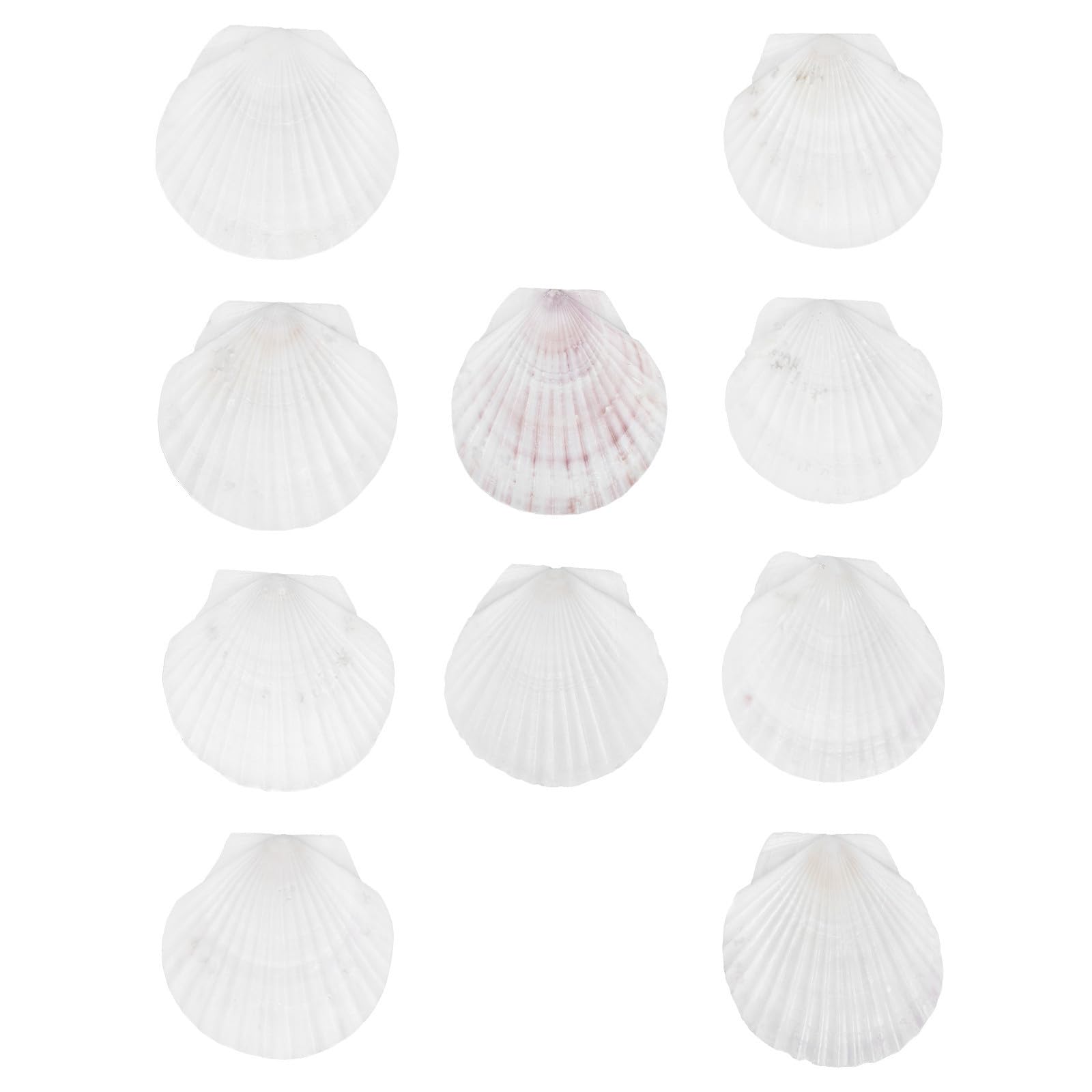 Conchas de vieira naturales para decorar fiestas de cumpleaños y mesas de verano