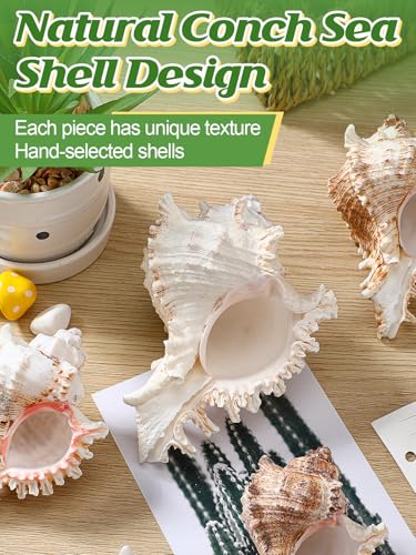 Image of ANPHSIN 4 Pack Conch Sea Shell Air Plant Holders, 4-5 inches, No Plants | Natural Airplant Pot, Decorative Tillandsia Succulent Display Container for Gardening, Housewarming Gifts, Home Table Decors