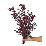 Perfecto para decoración Mundo Eterno EUCALIPTO Natural GUNNII PRESERVADO Color Rojo - Hojas SECAS Rojas para DECORACIÓN Floral
