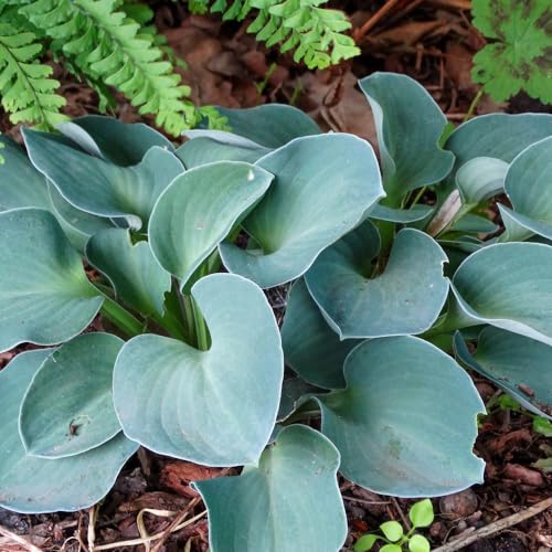 Hosta 'Blue Mouse Ears'. 1L Plant. Blue Foliage Plantain Lily. Ideal for Shade Gardens. Available from Bedwen Plants