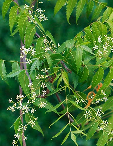 Pure Indian Foods Certified Organic Neem Leaf Powder (Azadirachta Indica) - 8 Oz Resealable Bag, Natural, Vegan Vegetarian Gluten-Free Non-Gmo, Hair, Skin, Immune, Liver Cleanse, Inflammatory Response #TOP2