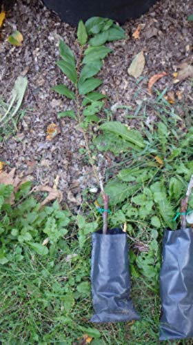 thronesfarm - Burbank Plumcot, grafted 1 Year Old Tree, 6-10 inches Tall - Shipping Directly from US