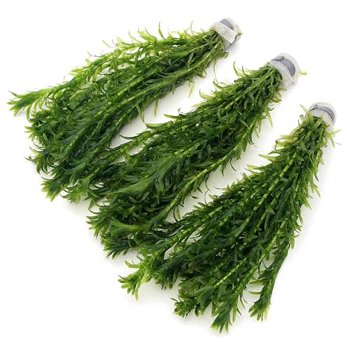 30 ELODEA DENSA Stems - 3 Bunches Oxygenating Weed Live Pond Plant Water Aquarium Aquatic Plants...