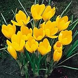 10 Bulbos de Crocus 'Yellow Mammouth' | 8/9 cm de circunferencia | Bulbos de los mejores productores holandeses | Selección exclusiva y control de calidad | Floración garantizada.