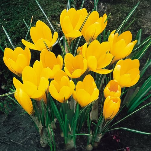 10 bulbes de Crocus 'Yellow Mammouth' | Circonférence 8/9 cm | Bulbes provenant des meilleurs producteurs néerlandais | Sélection exclusive et contrôle qualité | Floraison garantie.