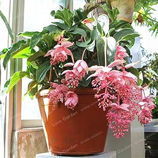 Medinilla Magnifica Seeds Very Beautiful Bonsai Flower Seeds Plant for Home Garden Decoration Flower Seeds 100 Pcs