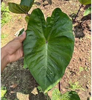 Indian gardens - Colocasia | Elephant Ear | Indoor Live Plant | Home decor (Colocasia Hawaii Punch)