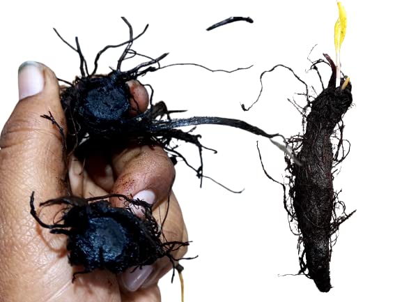 Original Kali Haldi Plant Seed ! Pahadi kali Haldi paudha Beej !Black Turmeric Plant Seeds (2 to 4 Gram) (B0BS21XCP2) Amazon Price History, Amazon Price Tracker