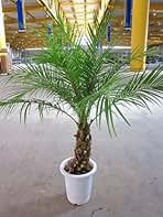 ゴ*6様 フェニックス・ロベレニー 本立ち 葉先90cm 希少株 ゴ*6様 フェニックス・ロベレニー 本立ち 葉先90cm 希少株