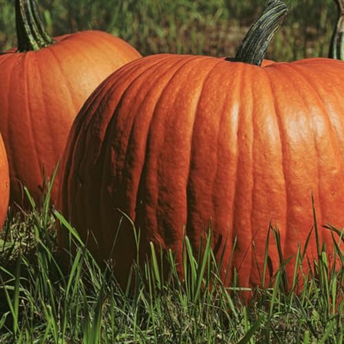 『Morning Hack 10/10/2025 Carve Out A Big Pumpkin For A Way To Hold Candy!』のカバーアート