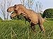 W-Dragon Studio 1/35 Scale Rexy Statue Tyrannosaurus Rex Realistic Large Jurassic Dinosaur Trex Figure T-Rex Resin Model Dinos Toys Collector Animal Decor Gift for Adult