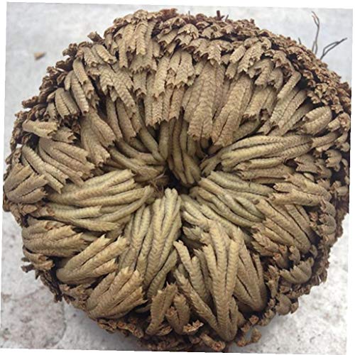 TOSSPER Rose der Auferstehung Pflanze Air Fern Spike Moss Live- Unechte Rose von Jericho - Image 3