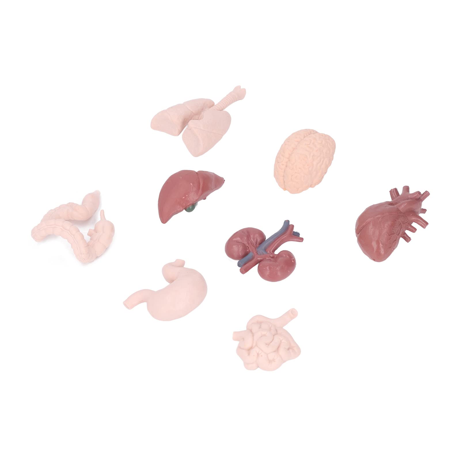 Human Organ Model Simulation Body Anatomy Educational Tool Brain Heart Lungs Liver Stomach Kidneys for Teaching Medical Students Doctors Plastic 8 Pieces