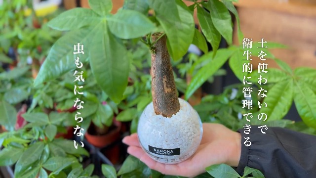Amazon｜パキラ 白砂利 ガラスボール 丸い容器 土を使わない観葉植物