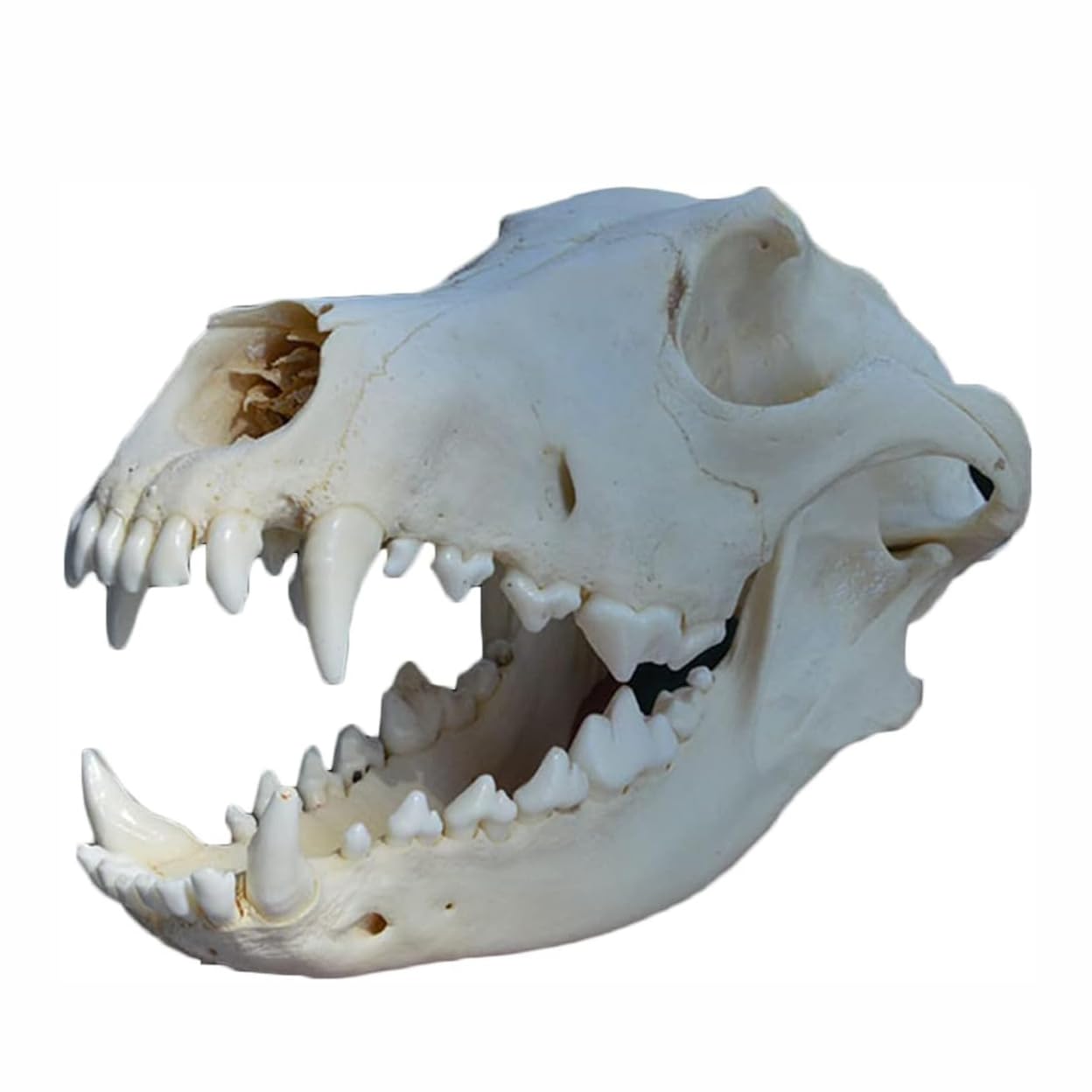 Hundeschädel Harz Anatomisches Modell Echtes Tier Hundeschädel Probe Hundekopfskelett Natürliche Zähne Knochen Probe Modell Taxidermie Versorgung Kunst Knochen Tierarzt