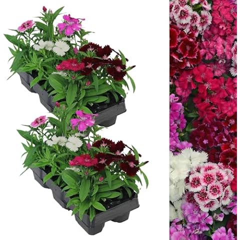 Carbeth Plants 12 x Dianthus Festival F1 Mix Cover